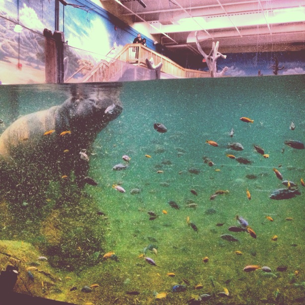 Adventure Aquarium (photo by e.b.)